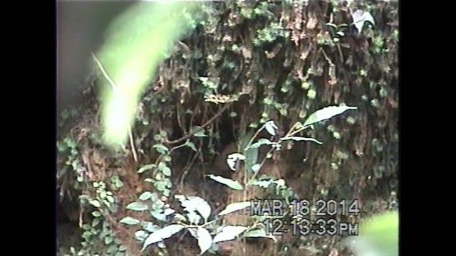 Bornean Green-Magpie - ML621634031