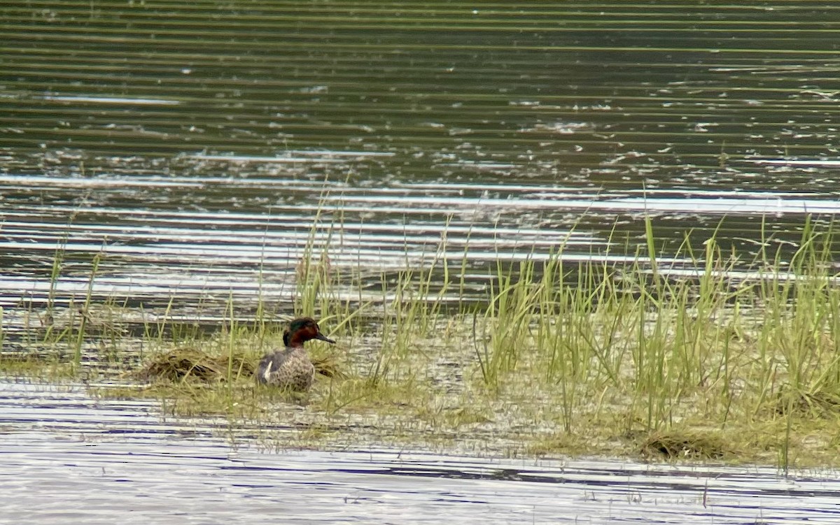 Green-winged Teal - ML621634119