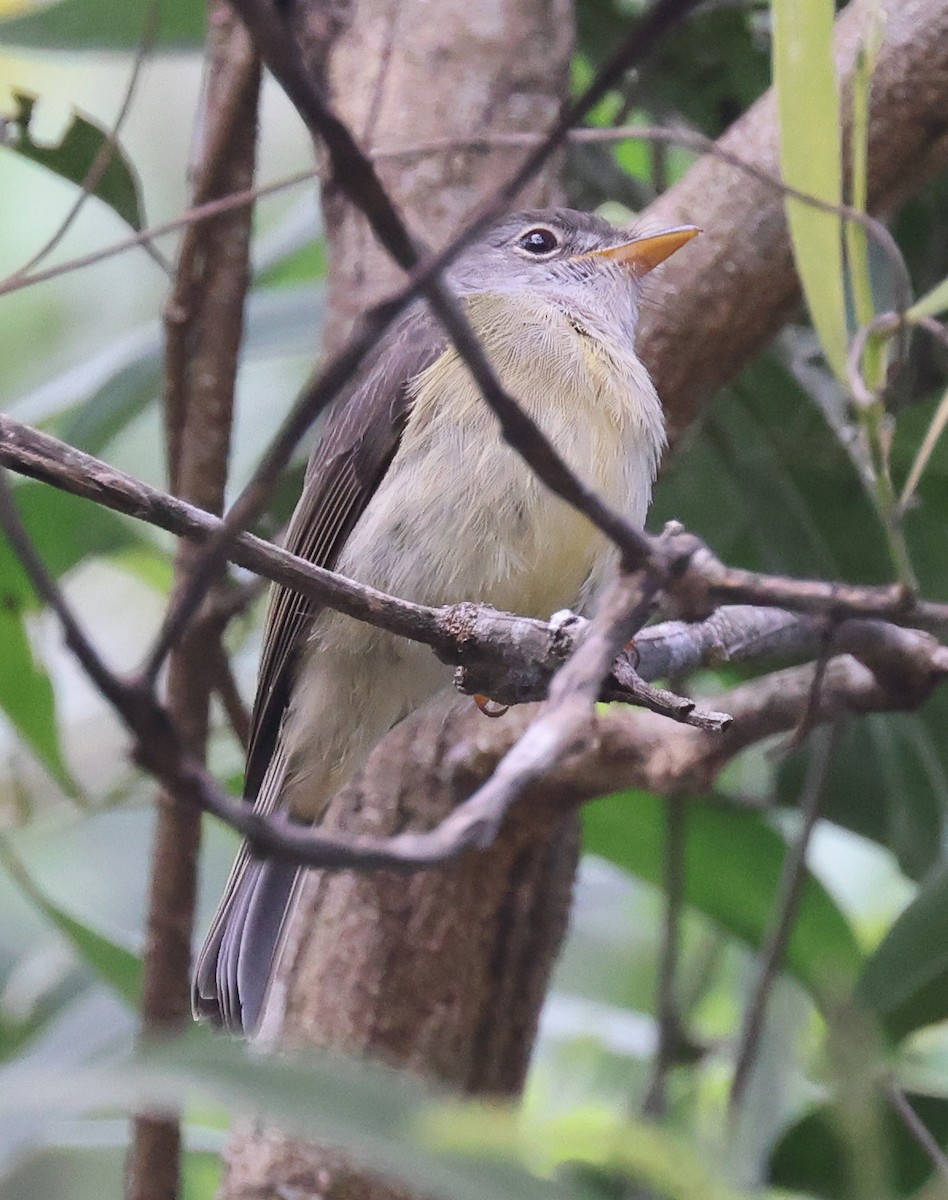 Yellow-legged Flyrobin - ML621634129