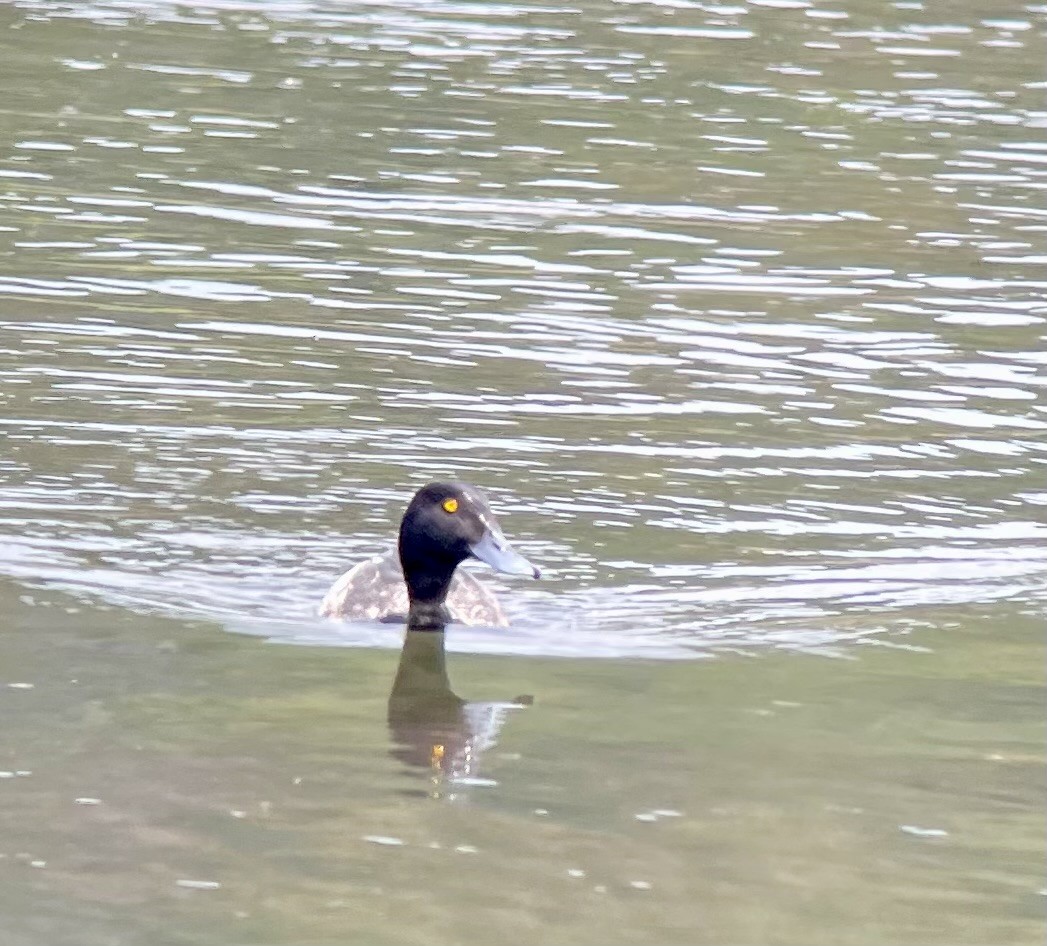 Ring-necked Duck - ML621634163