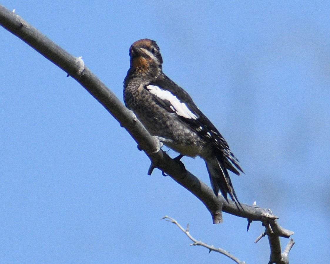 Red-naped Sapsucker - ML621634326