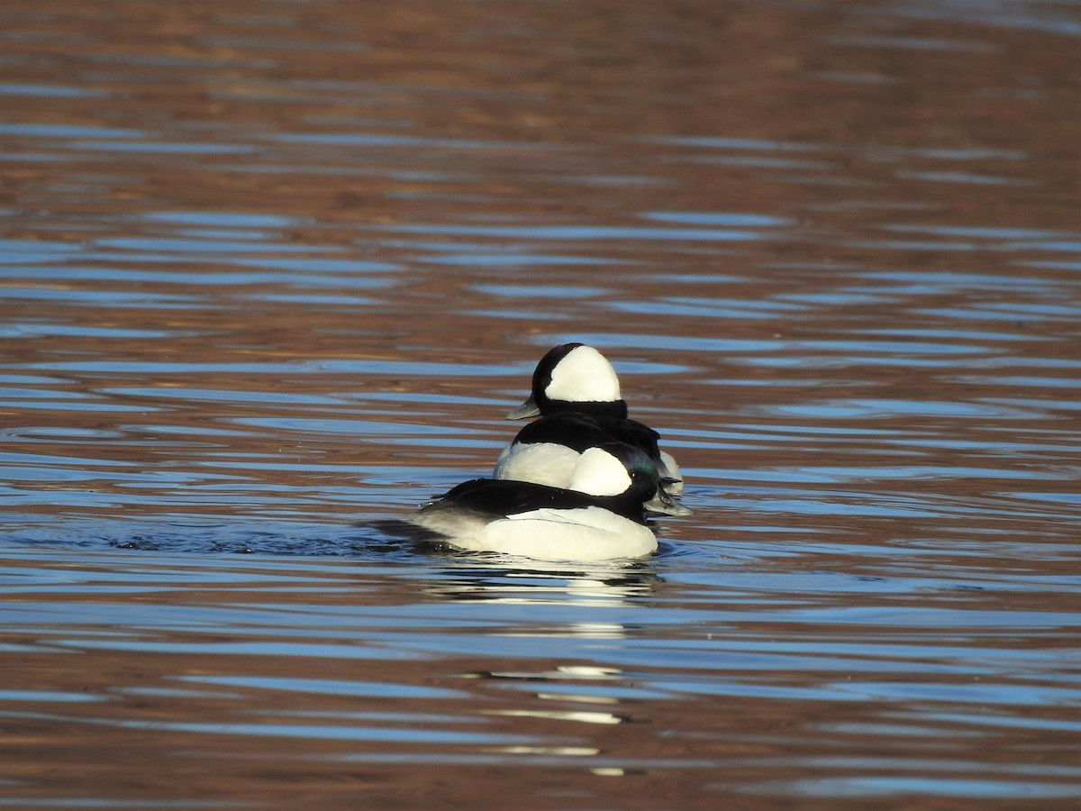 Bufflehead - ML621634383