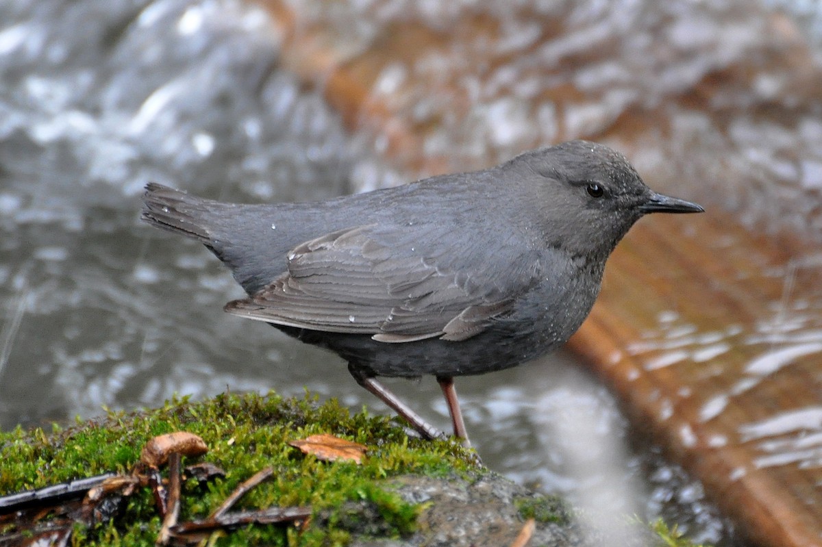 American Dipper - ML621634432