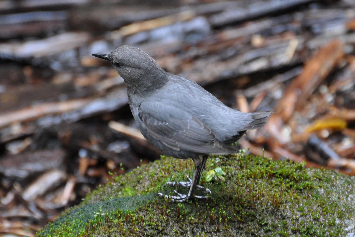 American Dipper - ML621634433