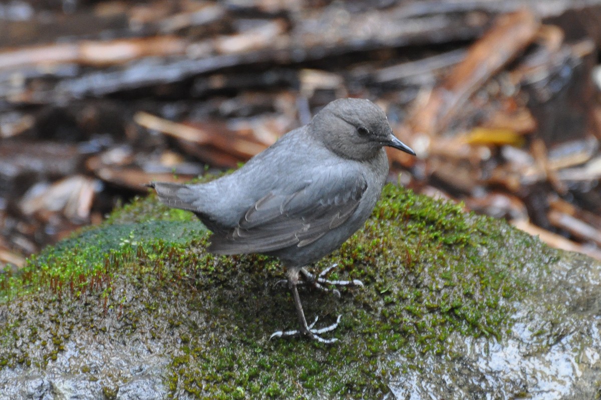 American Dipper - ML621634434