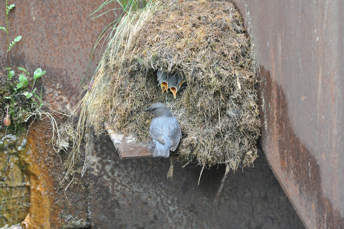 American Dipper - ML621634437