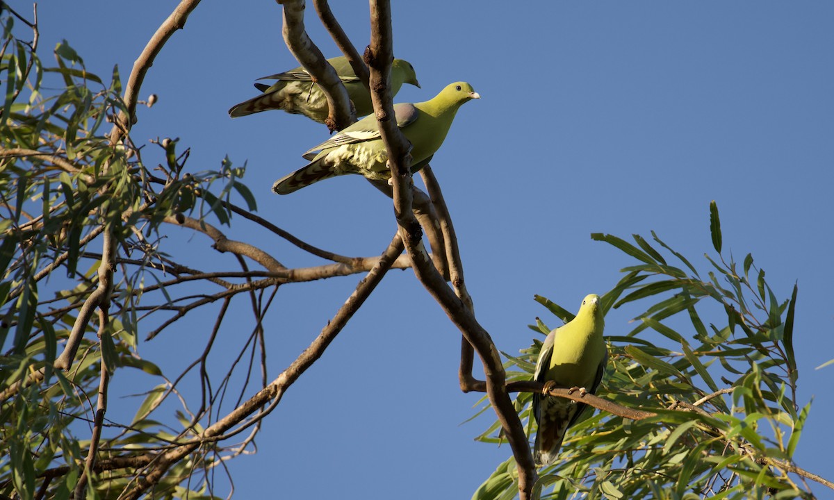 Madagascar Green-Pigeon - ML621634444