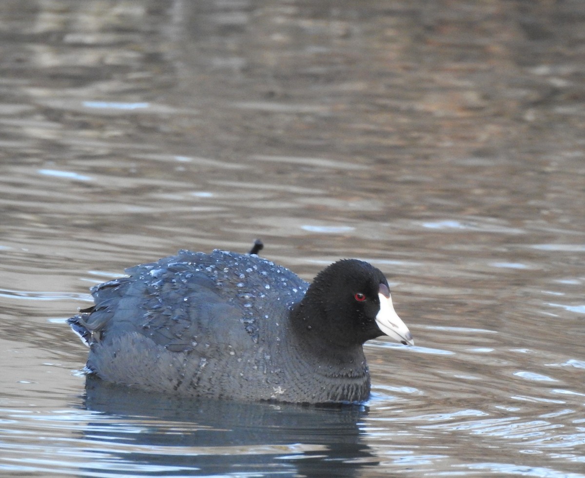 American Coot - ML621634455