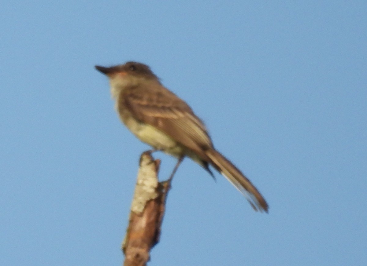 Eastern Phoebe - ML621634591