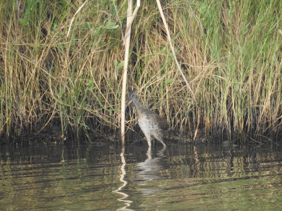 Clapper Rail - ML621634592