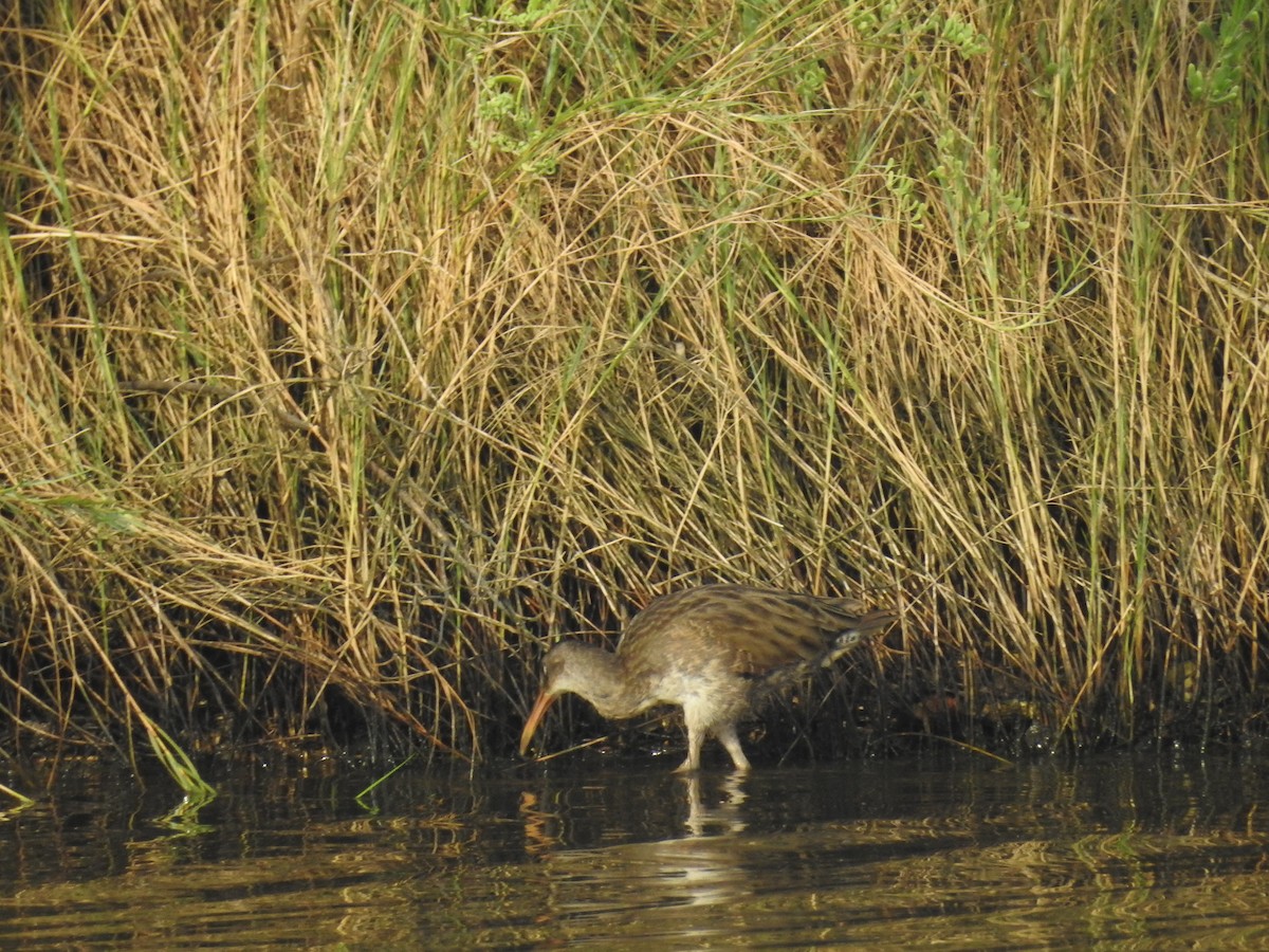 Clapper Rail - ML621634598