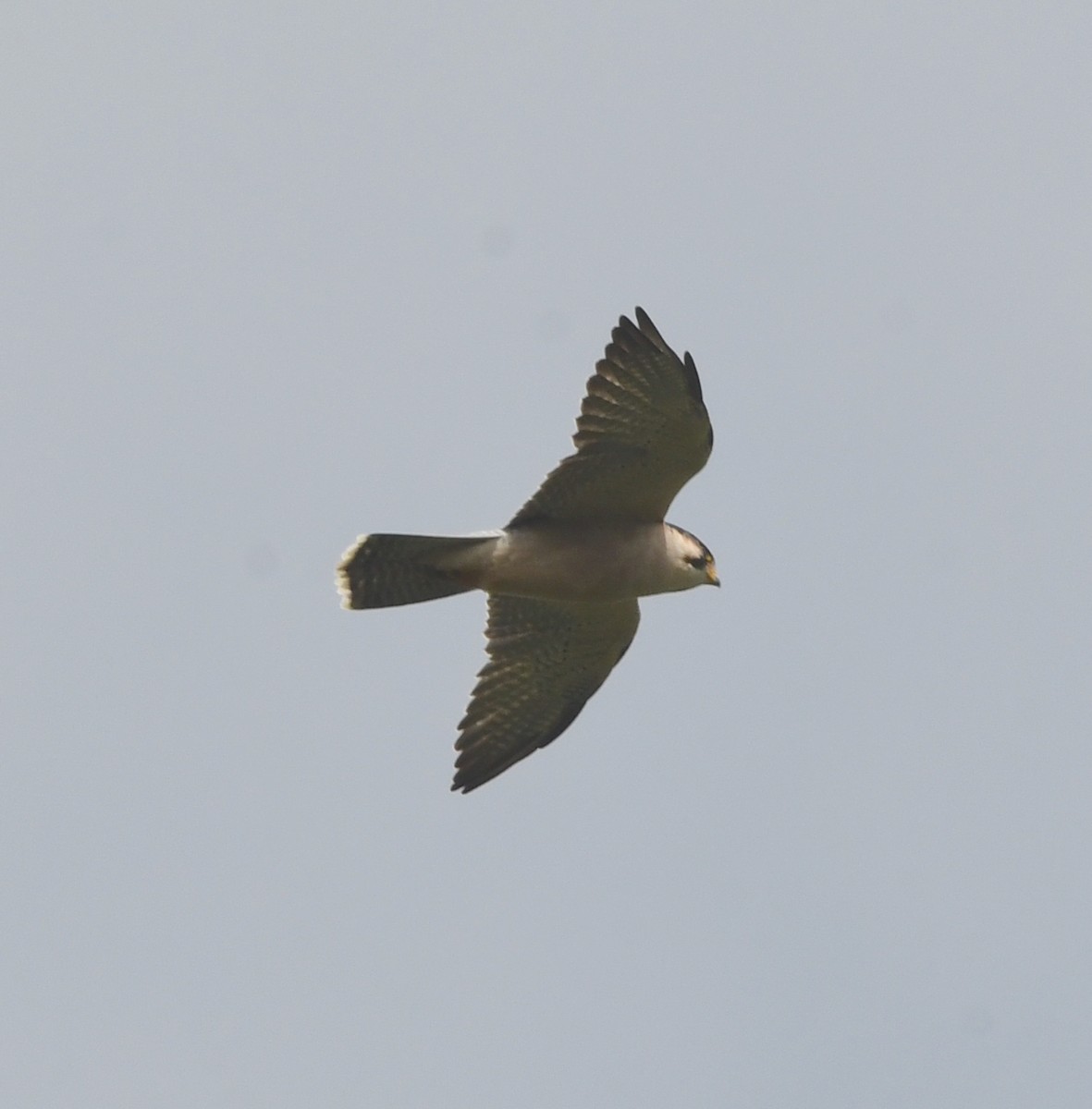 Lanner Falcon - ML621634821