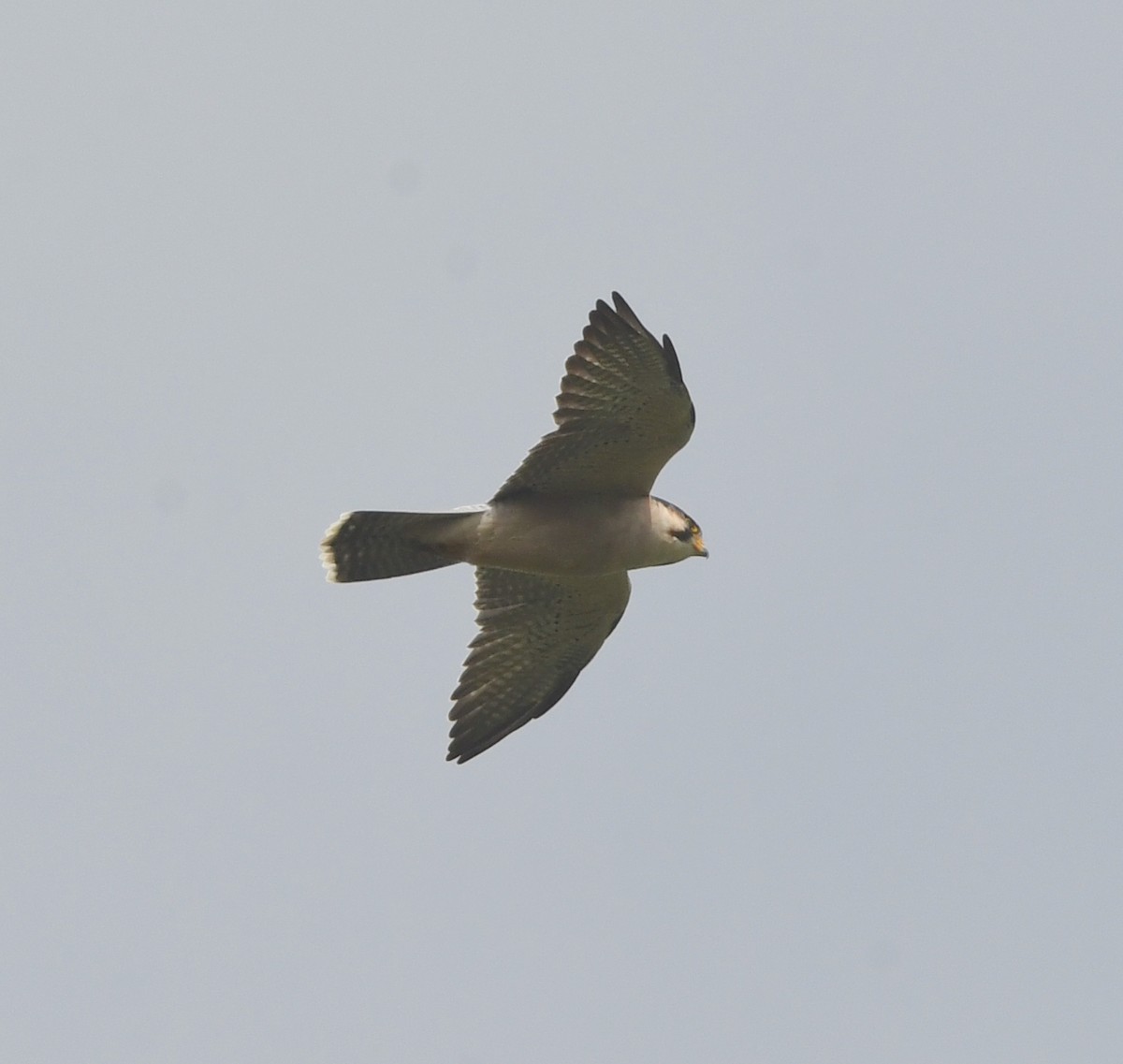 Lanner Falcon - ML621634828