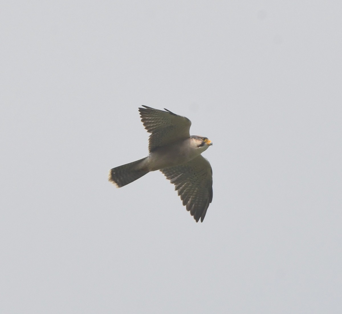 Lanner Falcon - Gabriel Jamie