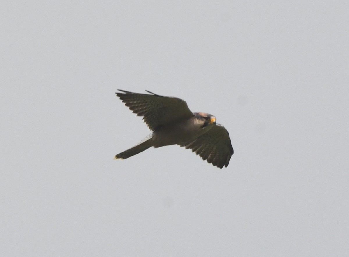 Lanner Falcon - ML621634958