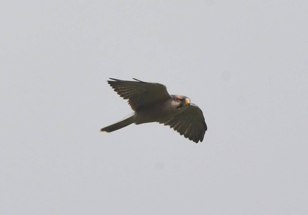 Lanner Falcon - ML621634961