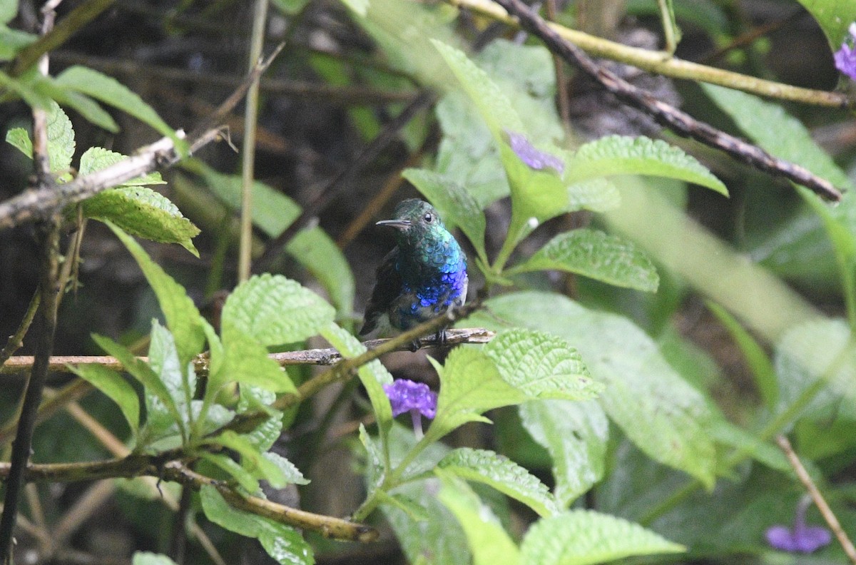 Violet-bellied Hummingbird - ML621634995