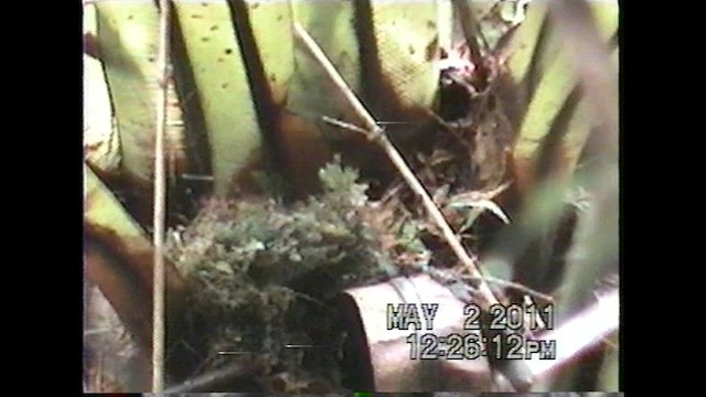 Eyebrowed Jungle Flycatcher - ML621635025