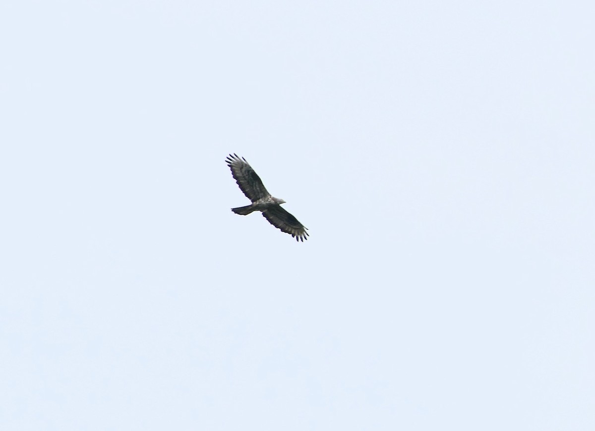 European Honey-buzzard - ML621635039