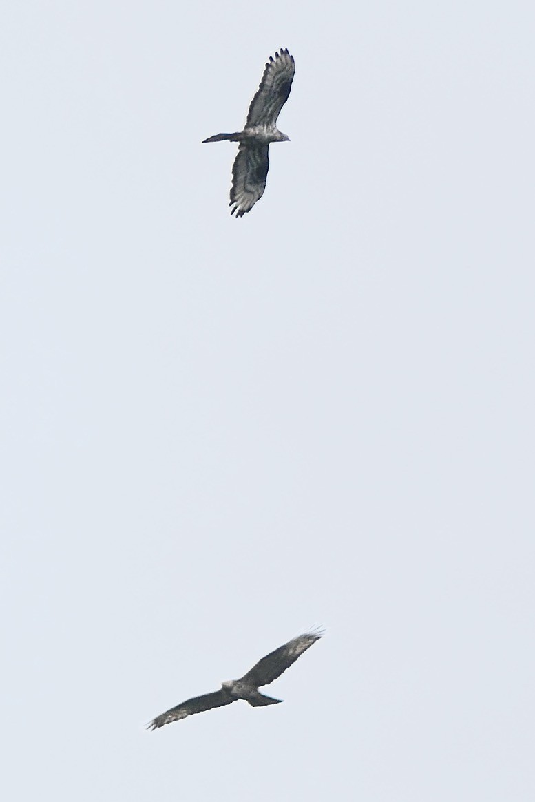 European Honey-buzzard - Hein Prinsen