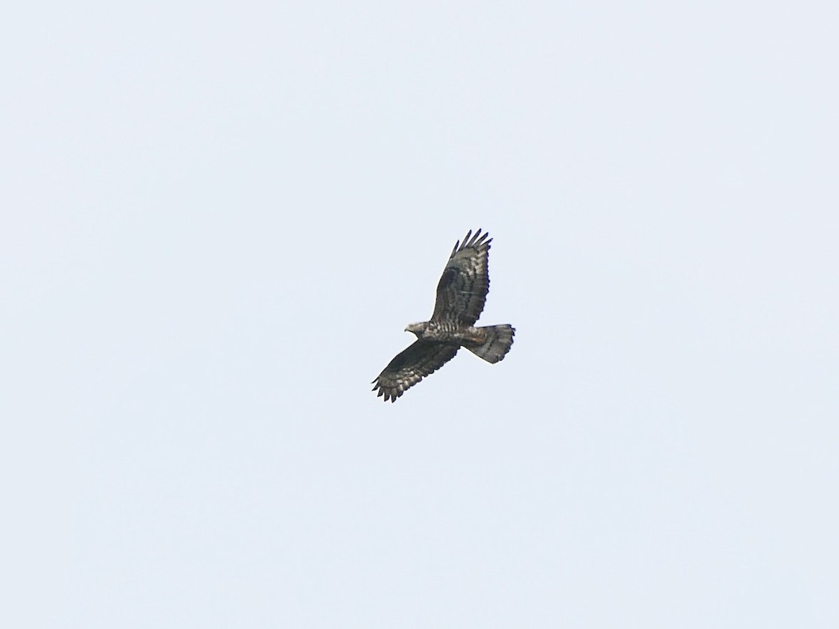 European Honey-buzzard - ML621635041