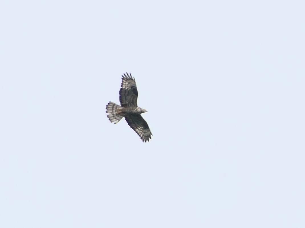 European Honey-buzzard - ML621635042