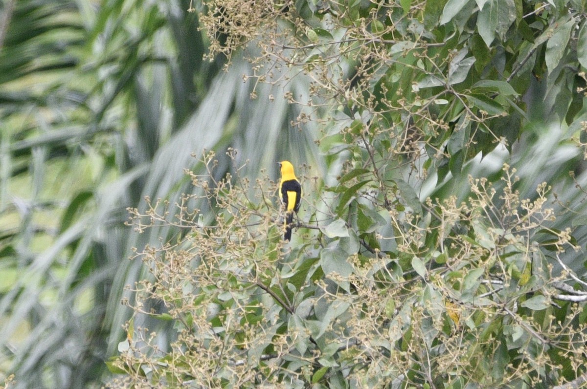 Yellow-tailed Oriole - ML621635073