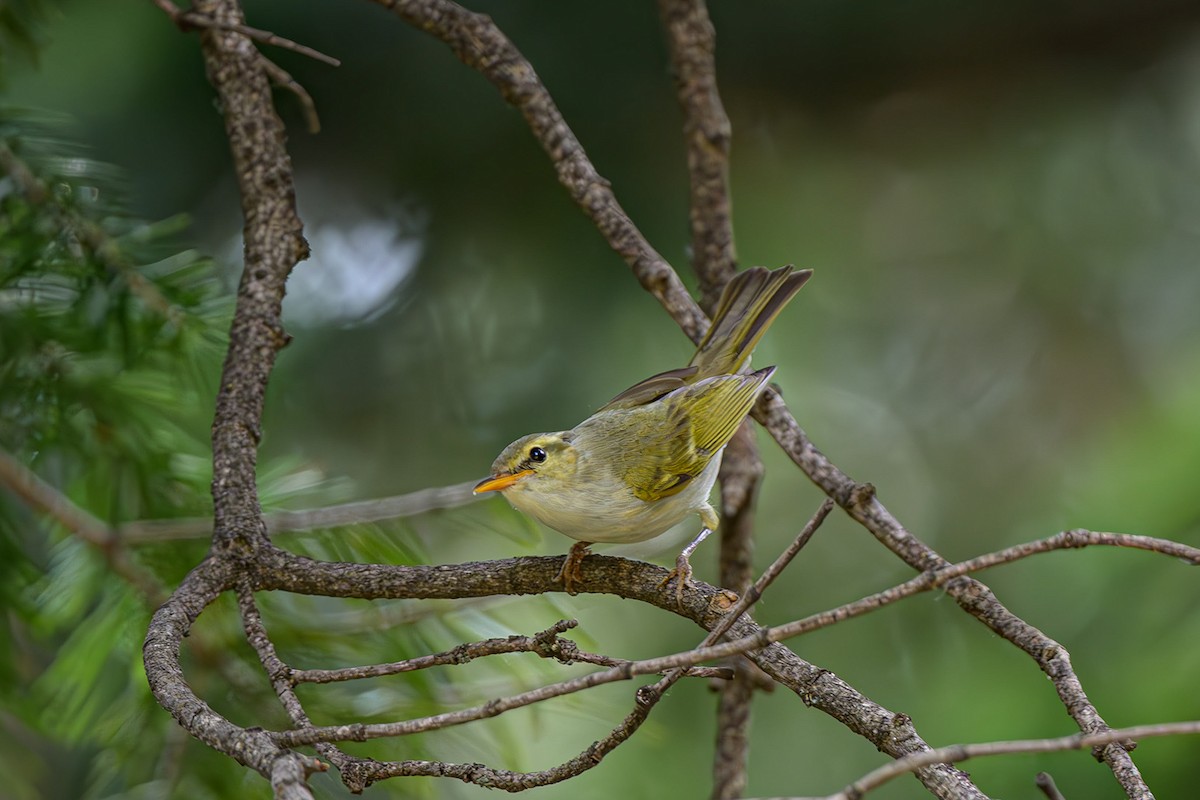 Western Crowned Warbler - ML621635214