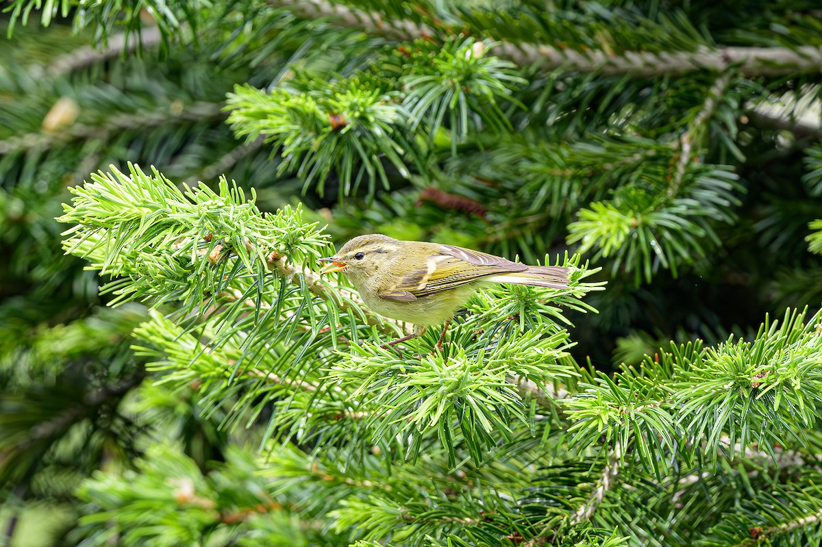 Western Crowned Warbler - ML621635215