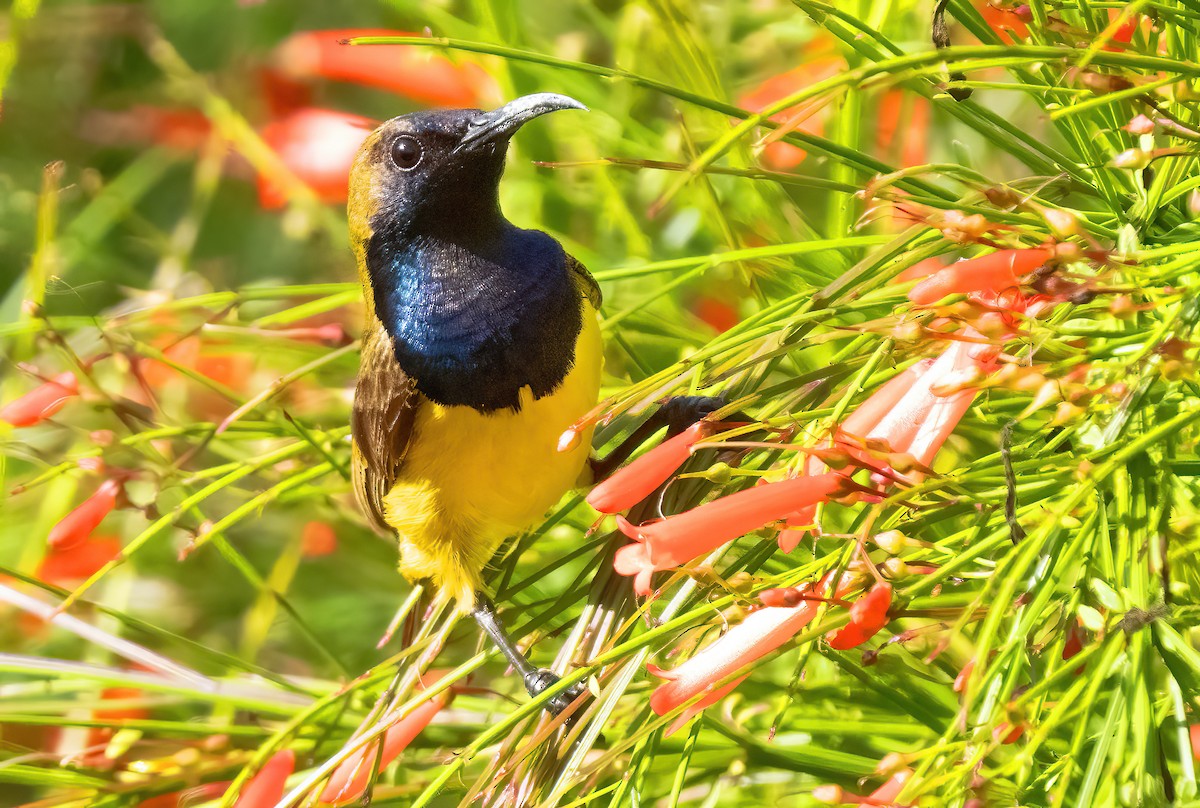 Ornate Sunbird - ML621635224