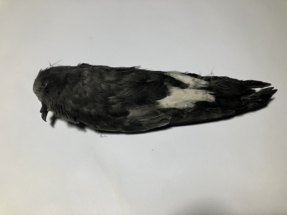 Wilson's Storm-Petrel - ML621635228