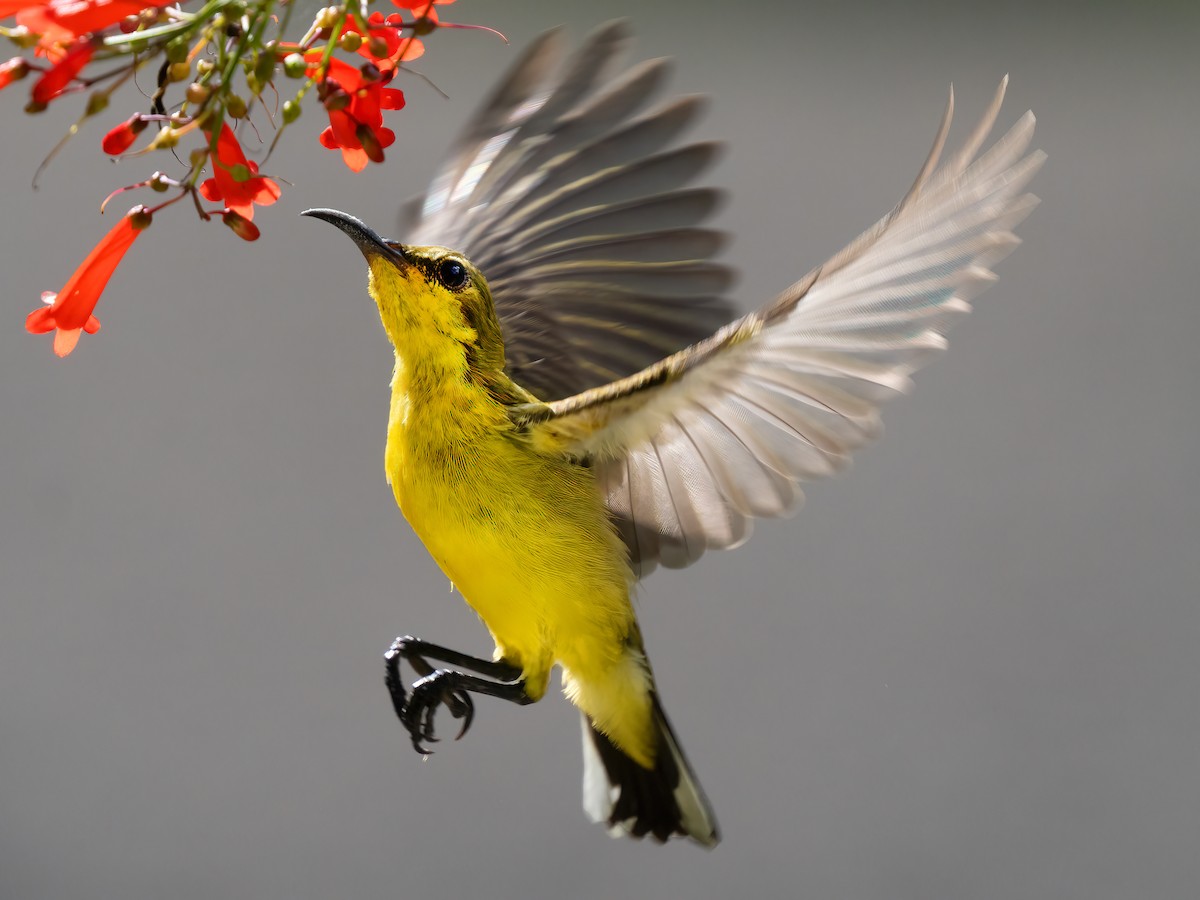 Ornate Sunbird - Mark Chappell