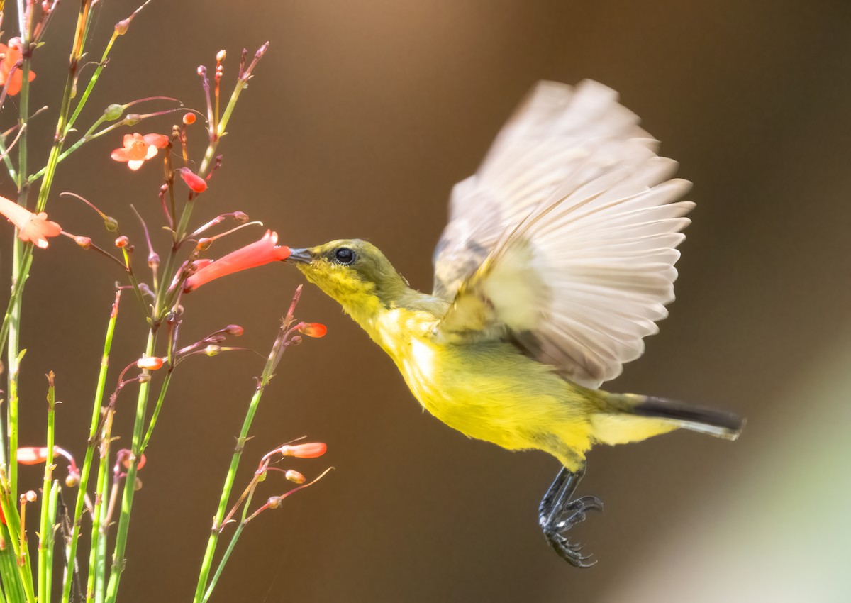 Ornate Sunbird - Mark Chappell