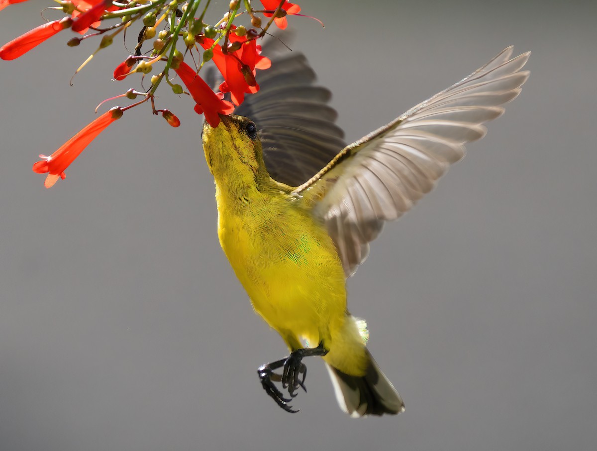 Ornate Sunbird - ML621635331