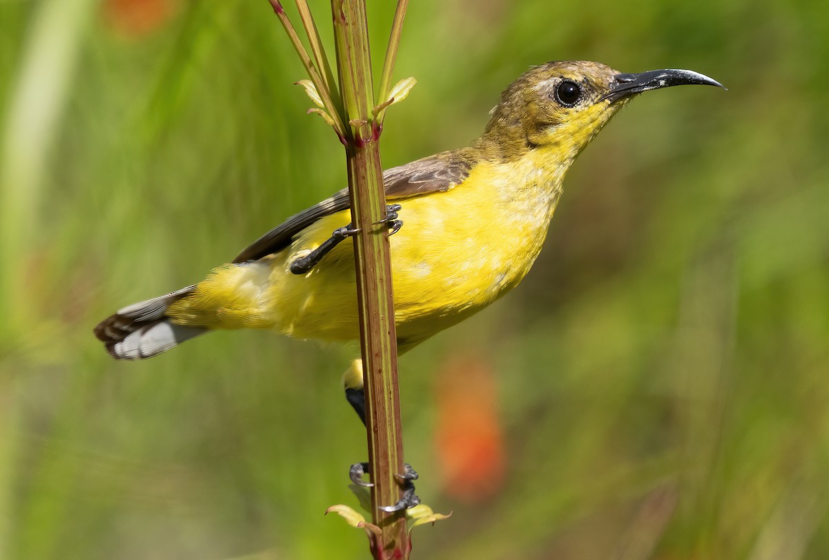 Ornate Sunbird - ML621635332