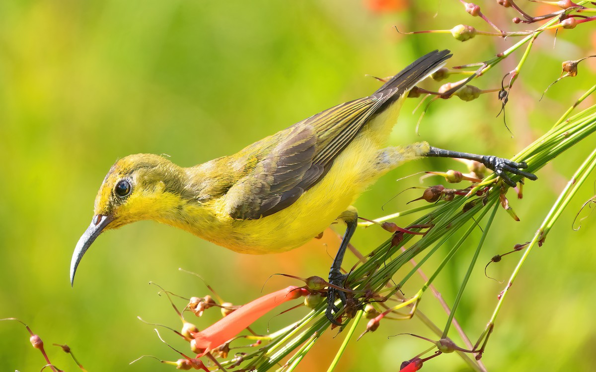 Ornate Sunbird - ML621635333