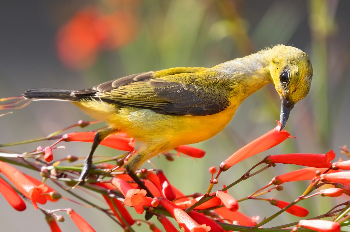 Ornate Sunbird - ML621635336