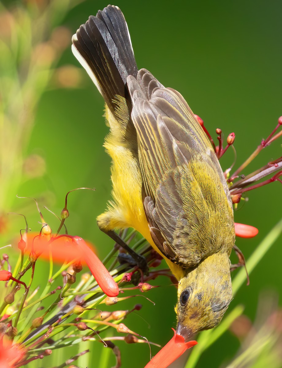 Ornate Sunbird - ML621635337