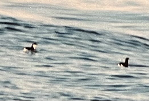 Scripps's Murrelet - ML621635383