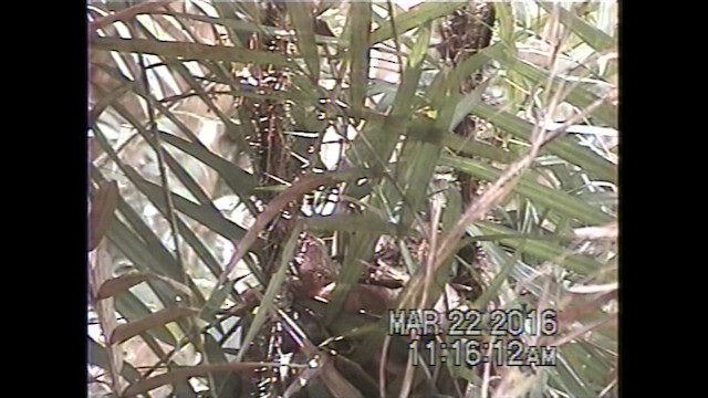 Gray-throated Babbler - ML621635392