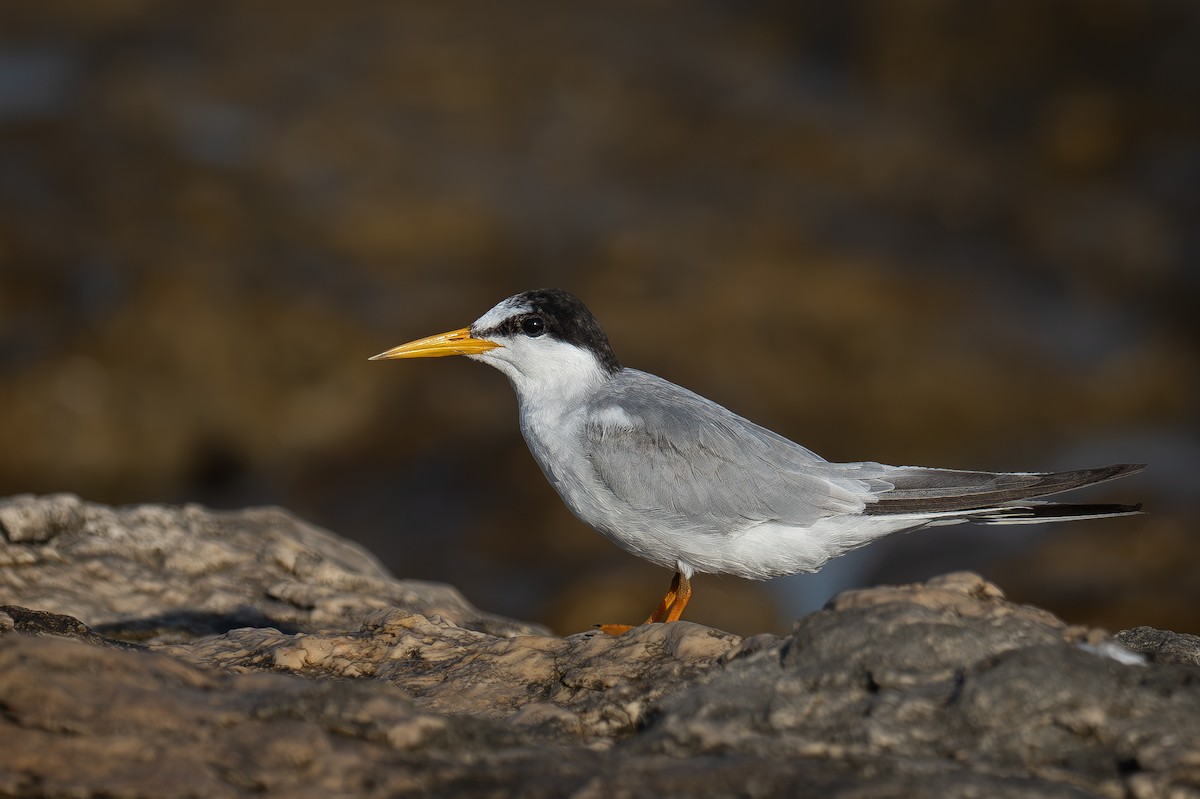 Little Tern - ML621635450