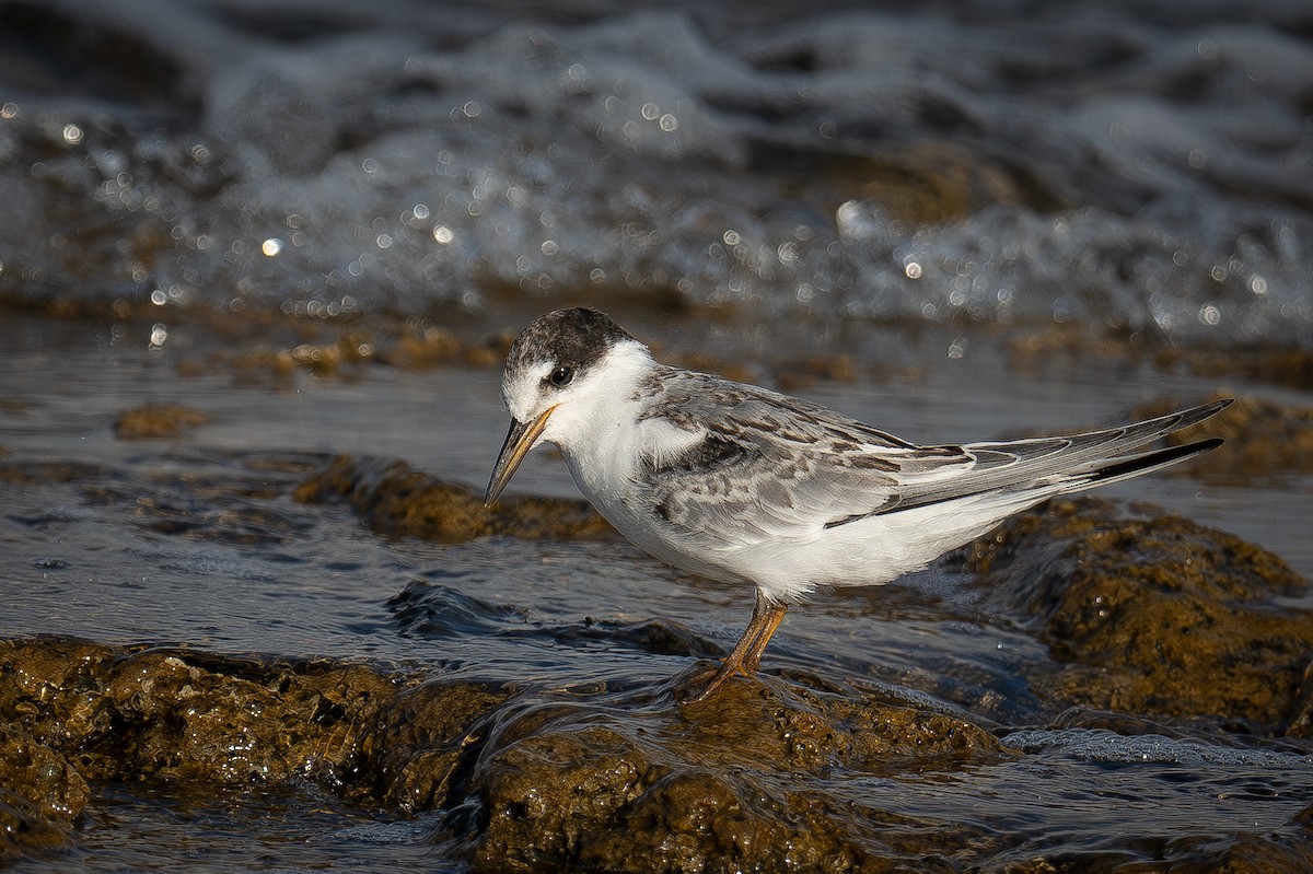 Little Tern - ML621635478