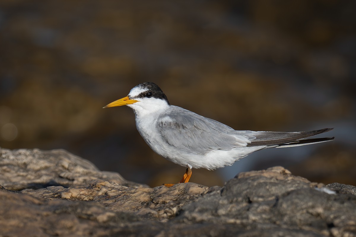 Little Tern - ML621635483