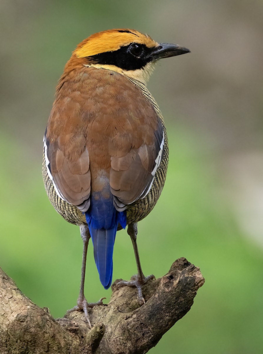 Javan Banded-Pitta - ML621635615