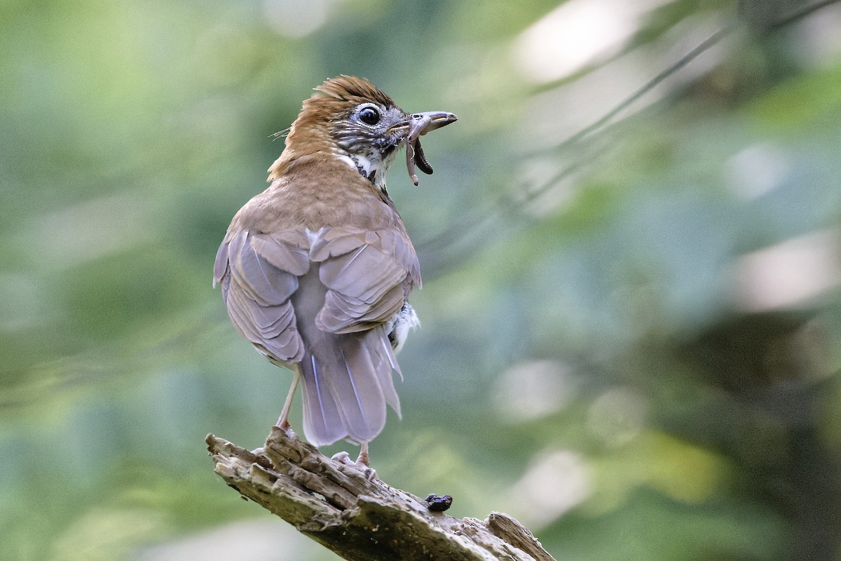 Wood Thrush - ML621635639