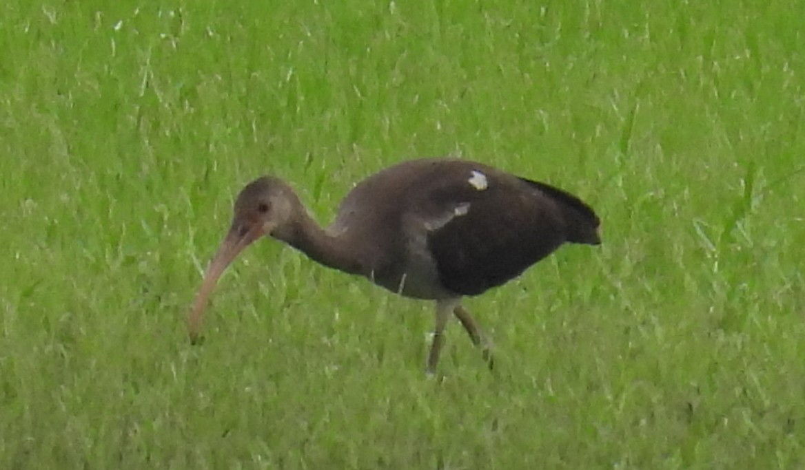 White Ibis - ML621635678