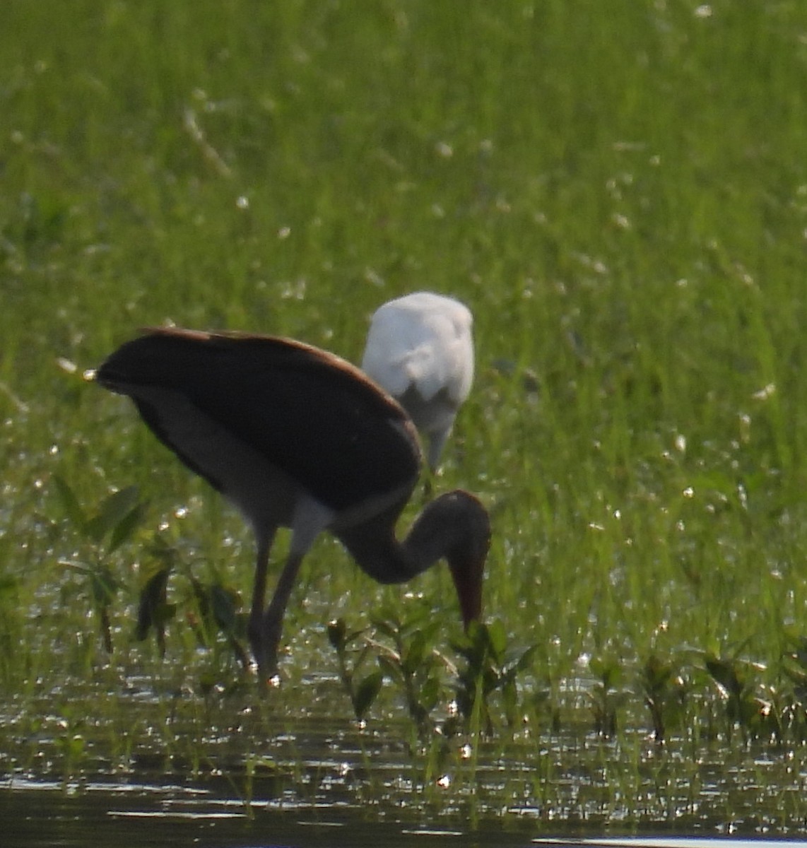 White Ibis - ML621635679