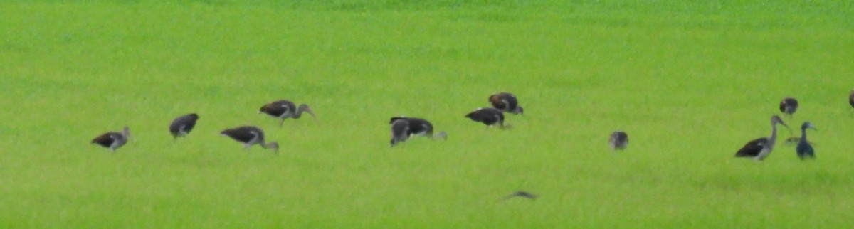 White Ibis - ML621635680