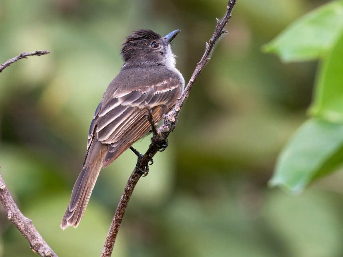 Puerto Rican Flycatcher - Cin-Ty Lee