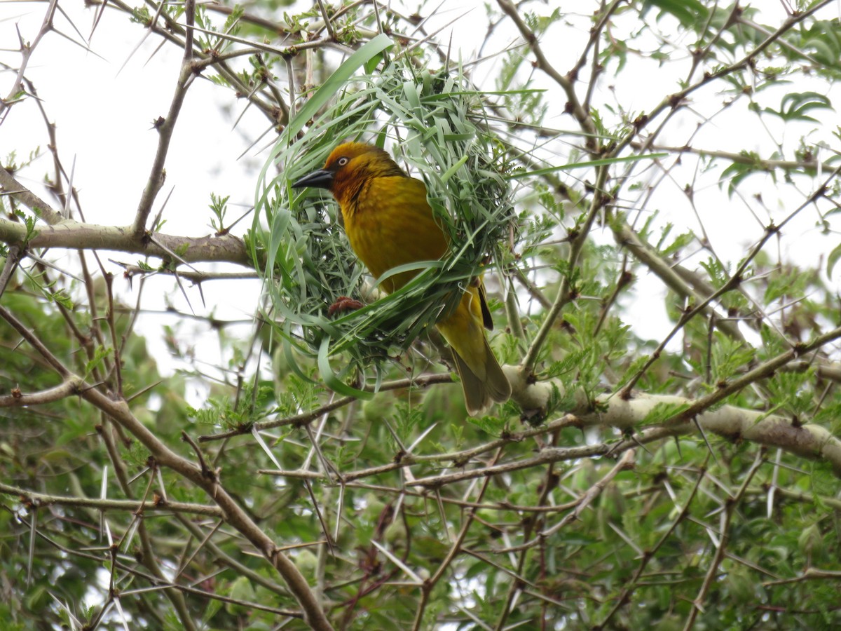 Cape Weaver - ML621635738